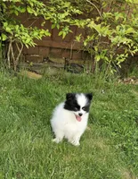 Harry Akc, a male Pomeranian for sale in Manchester, NH – 6 of 9