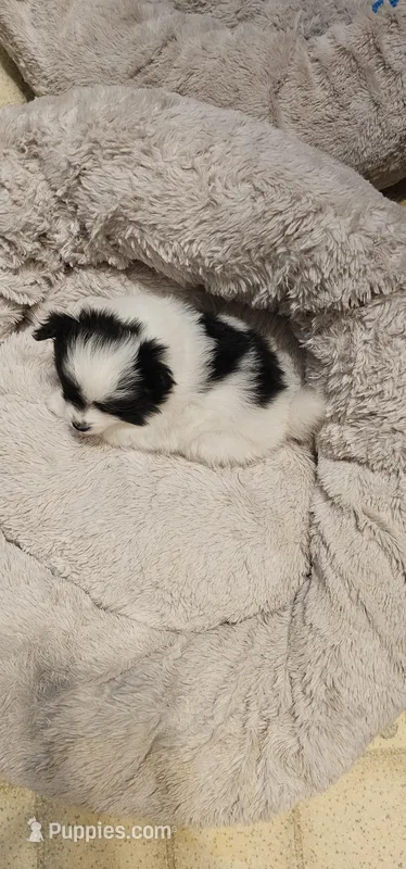 Harry Akc – Pomeranian puppy for sale in Manchester, NH