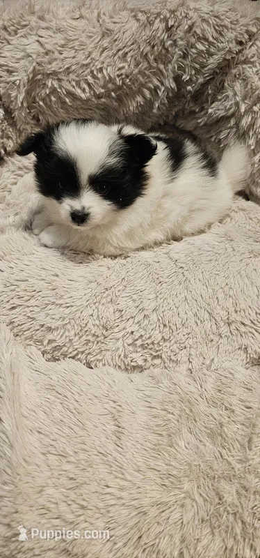 Harry Akc – Pomeranian puppy for sale in Manchester, NH