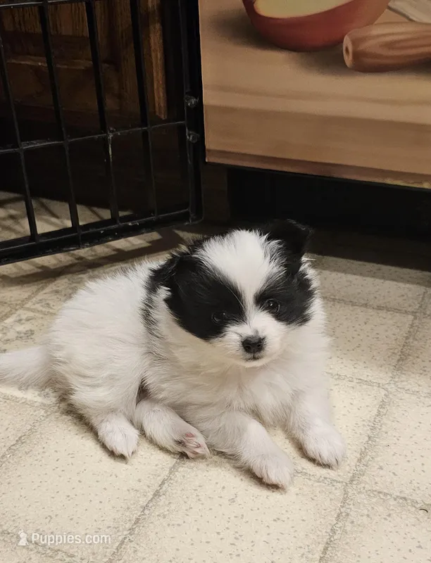 Harry Akc – Pomeranian puppy for sale in Manchester, NH