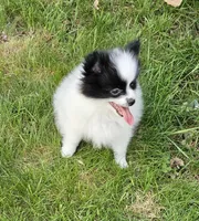Harry Akc, a male Pomeranian for sale in Manchester, NH – 7 of 9