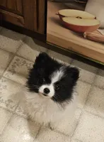 Diane Akc  on HOLD, a female Pomeranian for sale in Manchester, NH – 3 of 9