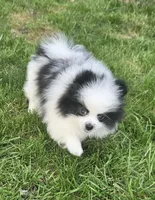 William Akc , a male Pomeranian for sale in Manchester, NH – 2 of 10