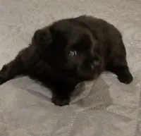 Bear Akc, a male Pomeranian for sale in Manchester, NH – 4 of 7