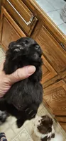 Bear Akc, a male Pomeranian for sale in Manchester, NH – 6 of 7