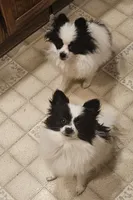 Harry Akc , a male Pomeranian for sale in Manchester, NH – 2 of 8
