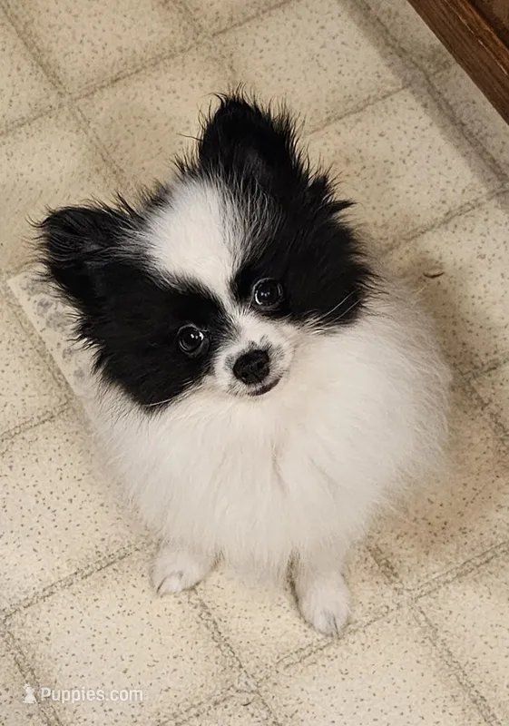 Harry Akc – Pomeranian puppy for sale in Manchester, NH
