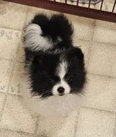 Diane Akc  on HOLD, a female Pomeranian for sale in Manchester, NH – 1 of 9