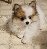 ON HOLD Diana Akc, a female Pomeranian for sale in Manchester, NH – 2 of 9