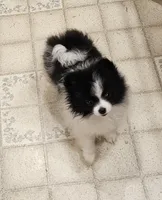 Diane Akc  on HOLD, a female Pomeranian for sale in Manchester, NH – 8 of 9