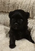 Bear Akc, a male Pomeranian for sale in Manchester, NH – 3 of 10