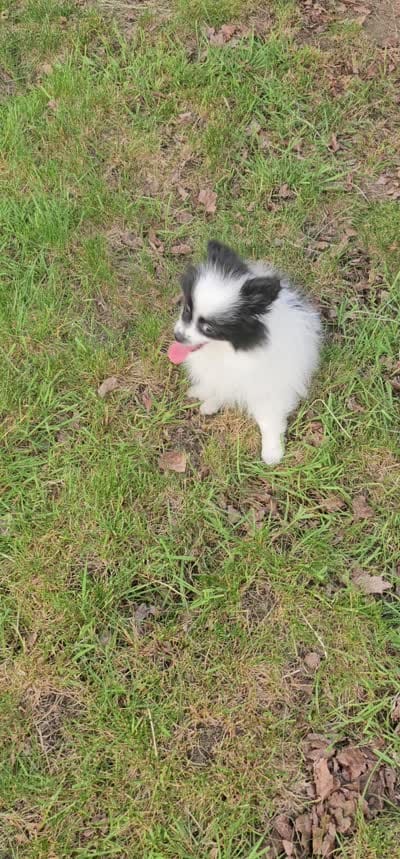 Harry Akc, a male Pomeranian for sale in Manchester, NH – 3 of 9