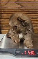 Sonny Akc, a male Pomeranian for sale in Manchester, NH – Photo 7 of 10