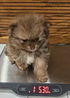 Sonny Akc, a male Pomeranian for sale in Manchester, NH – Photo 1 of 10