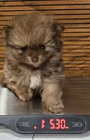 Sonny Akc, a male Pomeranian for sale in Manchester, NH – Photo 5 of 10