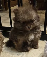 Sonny Akc, a male Pomeranian for sale in Manchester, NH – Photo 6 of 10