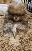 Sonny Akc on HOLD, a male Pomeranian for sale in Manchester, NH – Photo 2 of 10