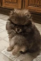 Sonny Akc on HOLD, a male Pomeranian for sale in Manchester, NH – Photo 3 of 10