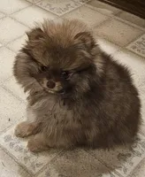 Sonny Akc on HOLD, a male Pomeranian for sale in Manchester, NH – Photo 1 of 10