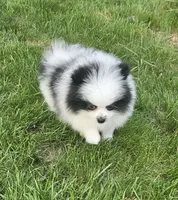 William Akc , a male Pomeranian for sale in Manchester, NH – 7 of 10