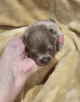 AKC Lavender girl, a female Pomeranian for sale in Manchester, NH – Photo 4 of 10