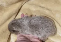 AKC Lavender girl, a female Pomeranian for sale in Manchester, NH – Photo 2 of 10