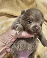 AKC Lavender girl, a female Pomeranian for sale in Manchester, NH – Photo 1 of 10