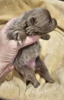 AKC Lavender girl, a female Pomeranian for sale in Manchester, NH – Photo 9 of 10