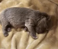 AKC Lavender girl, a female Pomeranian for sale in Manchester, NH – Photo 8 of 10