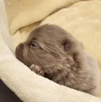 AKC Lavender girl, a female Pomeranian for sale in Manchester, NH – Photo 5 of 10