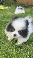 William Akc , a male Pomeranian for sale in Manchester, NH – 4 of 10