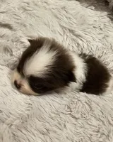 Jack Akc , a male Pomeranian for sale in Manchester, NH – 8 of 10