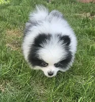 William Akc , a male Pomeranian for sale in Manchester, NH – 5 of 10