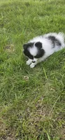 Harry Akc, a male Pomeranian for sale in Manchester, NH – 5 of 9