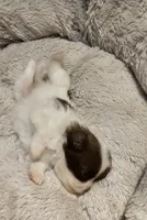 processed/0fc693c1-c7a6-4c40-8a65-1ec2aec32b81/listing/8cba9e62-b191-4007-9331-561220fe877a/6005ddc4-13f2-40af-8d6b-15a063dca969