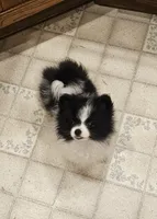 Diane Akc  on HOLD, a female Pomeranian for sale in Manchester, NH – 6 of 9