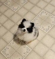 William Akc , a male Pomeranian for sale in Manchester, NH – 10 of 10