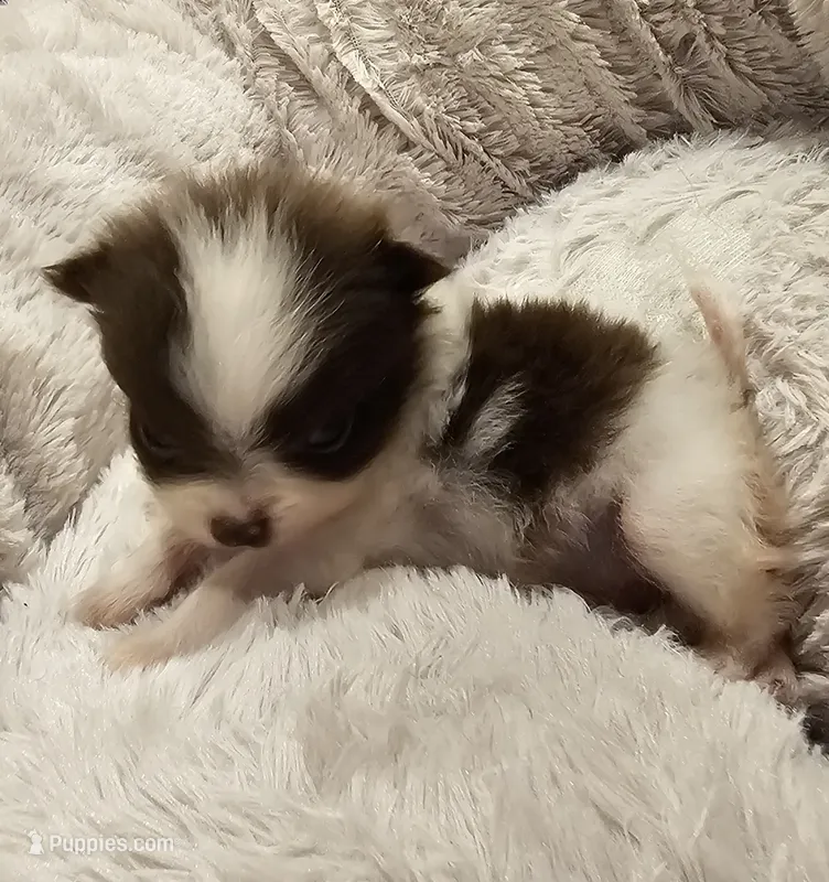 Jack Akc  – Pomeranian puppy for sale in Manchester, NH