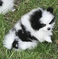 William Akc , a male Pomeranian for sale in Manchester, NH – 1 of 10