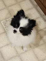 Harry Akc, a male Pomeranian for sale in Manchester, NH – 4 of 9