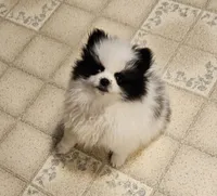 William Akc , a male Pomeranian for sale in Manchester, NH – 9 of 10