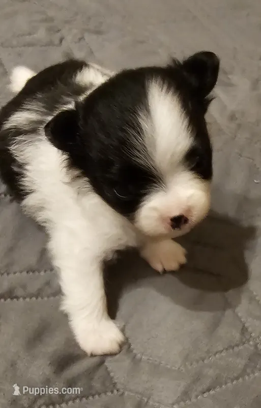 Diane Akc  – Pomeranian puppy for sale in Manchester, NH