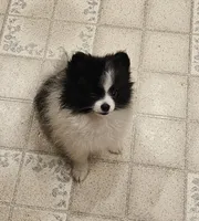 Diane Akc  on HOLD, a female Pomeranian for sale in Manchester, NH – 9 of 9