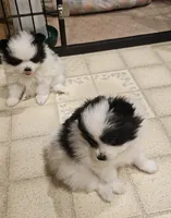 William Akc , a male Pomeranian for sale in Manchester, NH – Photo 3 of 5