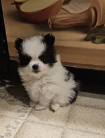 William Akc , a male Pomeranian for sale in Manchester, NH – Photo 2 of 5