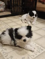 William Akc , a male Pomeranian for sale in Manchester, NH – Photo 4 of 5