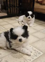 William Akc , a male Pomeranian for sale in Manchester, NH – Photo 5 of 5