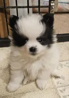 William Akc , a male Pomeranian for sale in Manchester, NH – Photo 1 of 5