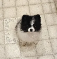 Diane Akc  on HOLD, a female Pomeranian for sale in Manchester, NH – 7 of 9