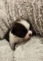 Jack Akc , a male Pomeranian for sale in Manchester, NH – 10 of 10